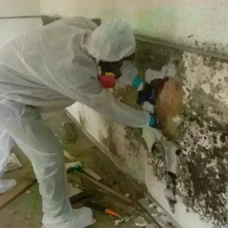 Mold Remediation and Removal in Jermyn, PA